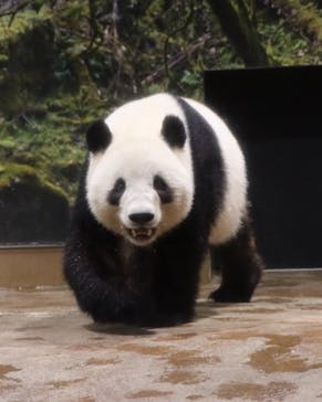 恩賜上野動物園に投稿された画像（2026/1/10）