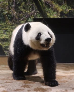 恩賜上野動物園に投稿された画像（2026/1/10）