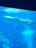 沖縄美ら海水族館に投稿された画像（2026/1/10）