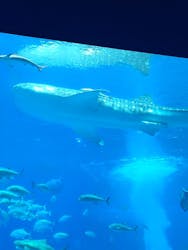 沖縄美ら海水族館に投稿された画像（2026/1/10）