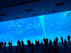 沖縄美ら海水族館に投稿された画像（2026/1/10）