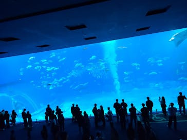 沖縄美ら海水族館に投稿された画像（2026/1/10）