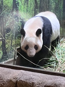 恩賜上野動物園に投稿された画像（2026/1/10）