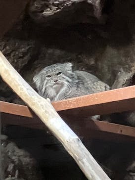 恩賜上野動物園に投稿された画像（2026/1/10）