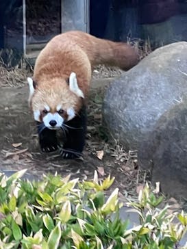 恩賜上野動物園に投稿された画像（2026/1/10）