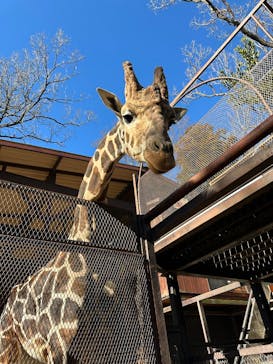 ANIMAL WONDER REZOURT 市原ぞうの国・サユリワールドに投稿された画像（2026/1/10）