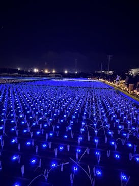 東京メガイルミに投稿された画像（2026/1/10）