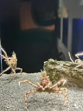 竹島水族館に投稿された画像（2026/1/10）