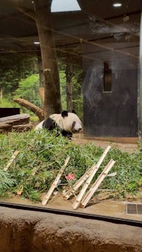 恩賜上野動物園に投稿された画像（2026/1/10）