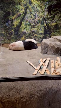 恩賜上野動物園に投稿された画像（2026/1/10）