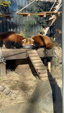 恩賜上野動物園に投稿された画像（2026/1/10）