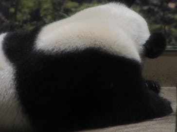 恩賜上野動物園に投稿された画像（2026/1/10）