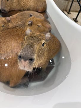 アニタッチ 東京ドームシティに投稿された画像（2026/1/10）