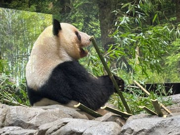 恩賜上野動物園に投稿された画像（2026/1/10）