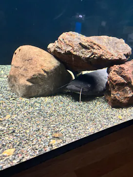 滋賀県立琵琶湖博物館に投稿された画像（2026/1/10）