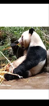 恩賜上野動物園に投稿された画像（2026/1/10）