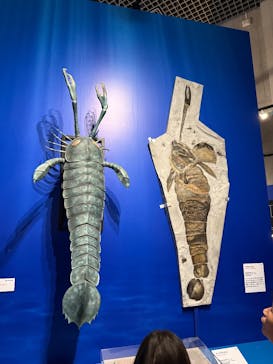 特別展「大絶滅展―生命史のビッグファイブ」に投稿された画像（2026/1/11）