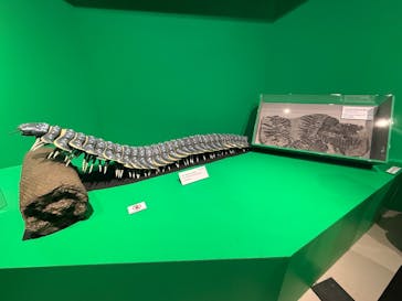 特別展「大絶滅展―生命史のビッグファイブ」に投稿された画像（2026/1/11）