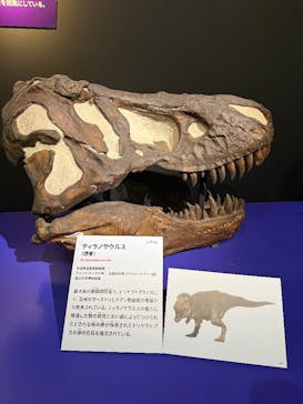 特別展「大絶滅展―生命史のビッグファイブ」に投稿された画像（2026/1/11）
