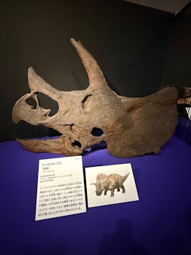 特別展「大絶滅展―生命史のビッグファイブ」に投稿された画像（2026/1/11）