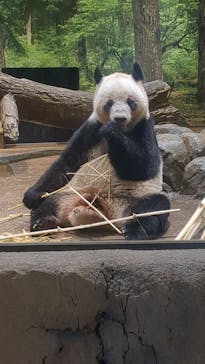 恩賜上野動物園に投稿された画像（2026/1/11）