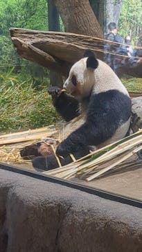 恩賜上野動物園に投稿された画像（2026/1/11）