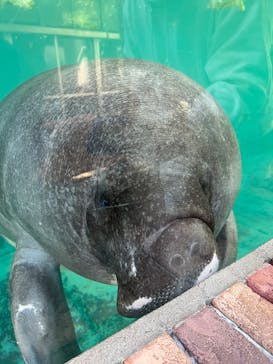 熱川バナナワニ園に投稿された画像（2026/1/11）