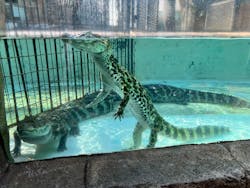 熱川バナナワニ園に投稿された画像（2026/1/11）