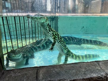 熱川バナナワニ園に投稿された画像（2026/1/11）