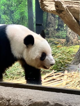 恩賜上野動物園に投稿された画像（2026/1/11）