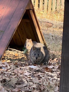 こども動物自然公園（埼玉県公園緑地協会）に投稿された画像（2026/1/11）