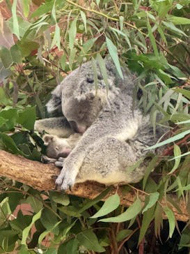 こども動物自然公園（埼玉県公園緑地協会）に投稿された画像（2026/1/11）
