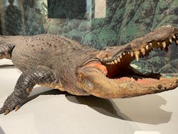 国立科学博物館に投稿された画像（2026/1/11）