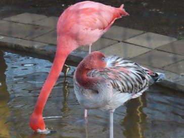 恩賜上野動物園に投稿された画像（2026/1/11）