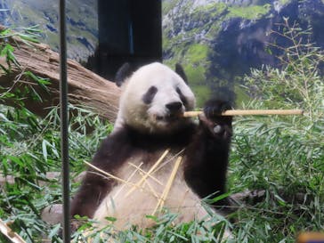 恩賜上野動物園に投稿された画像（2026/1/11）