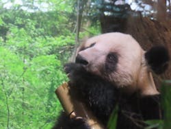 恩賜上野動物園に投稿された画像（2026/1/11）