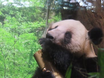 恩賜上野動物園に投稿された画像（2026/1/11）