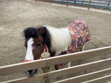 霞ケ浦 どうぶつとみんなのいえに投稿された画像（2026/1/11）