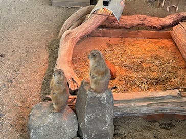 霞ケ浦 どうぶつとみんなのいえに投稿された画像（2026/1/11）