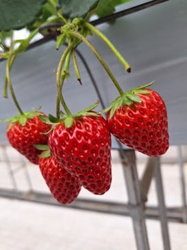 株式会社こまち野に投稿された画像（2026/1/11）