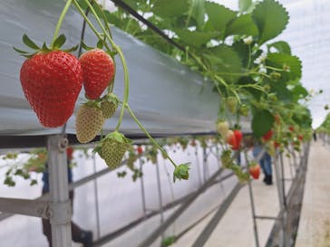 株式会社こまち野に投稿された画像（2026/1/11）