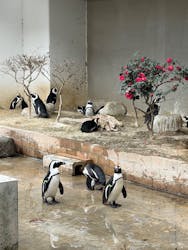 霞ケ浦 どうぶつとみんなのいえに投稿された画像（2026/1/11）