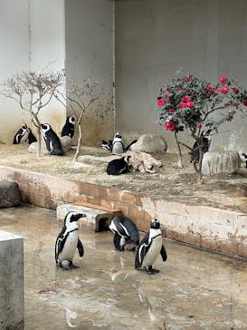 霞ケ浦 どうぶつとみんなのいえに投稿された画像（2026/1/11）