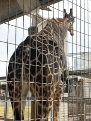 霞ケ浦 どうぶつとみんなのいえに投稿された画像（2026/1/11）