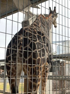 霞ケ浦 どうぶつとみんなのいえに投稿された画像（2026/1/11）