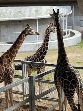 霞ケ浦 どうぶつとみんなのいえに投稿された画像（2026/1/11）