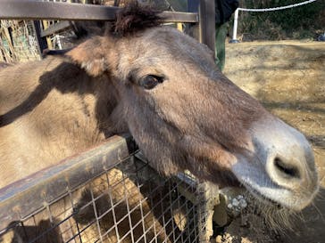 ANIMAL WONDER REZOURT 市原ぞうの国・サユリワールドに投稿された画像（2026/1/11）