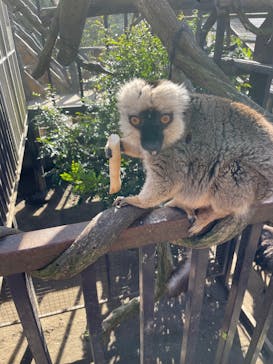 ANIMAL WONDER REZOURT 市原ぞうの国・サユリワールドに投稿された画像（2026/1/11）