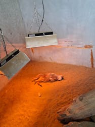 霞ケ浦 どうぶつとみんなのいえに投稿された画像（2026/1/11）