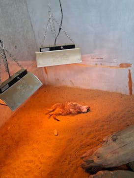 霞ケ浦 どうぶつとみんなのいえに投稿された画像（2026/1/11）